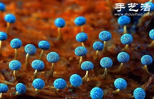 漂亮夢(mèng)幻的蘑菇 原來(lái)蘑菇也可以觀賞 -  rpnrmr.com