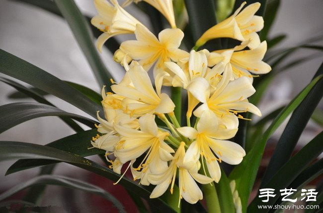 君子蘭怎么養(yǎng) 君子蘭的養(yǎng)殖方法 -  rpnrmr.com