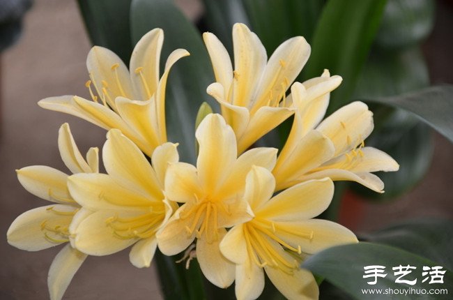 君子蘭怎么養(yǎng) 君子蘭的養(yǎng)殖方法 -  rpnrmr.com