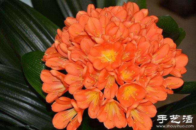 君子蘭怎么養(yǎng) 君子蘭的養(yǎng)殖方法 -  rpnrmr.com