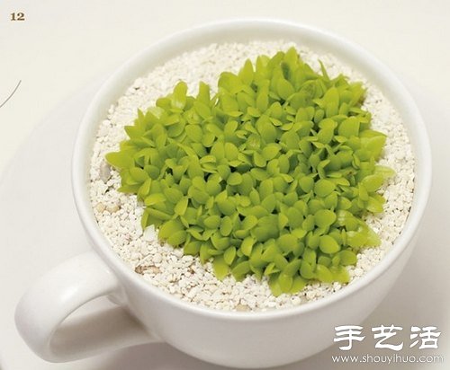 火龍果的籽DIY可愛觀賞盆栽 -  rpnrmr.com