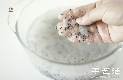 火龍果的籽DIY可愛觀賞盆栽 -  rpnrmr.com