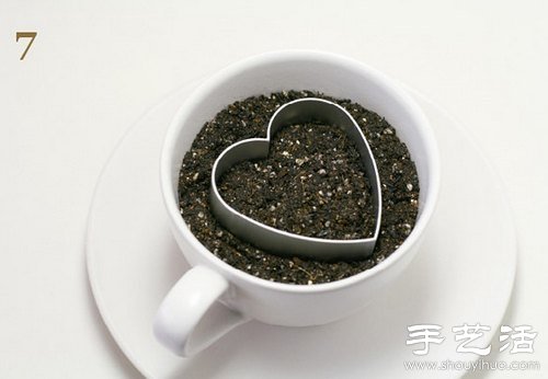 火龍果的籽DIY可愛觀賞盆栽 -  rpnrmr.com