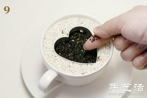 火龍果的籽DIY可愛觀賞盆栽 -  rpnrmr.com
