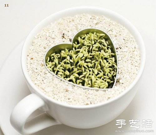火龍果的籽DIY可愛觀賞盆栽 -  rpnrmr.com