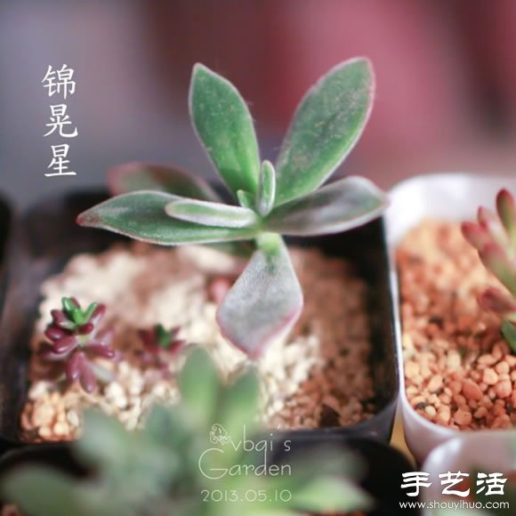 萌萌肉肉的漂亮多肉植物介紹 -  rpnrmr.com