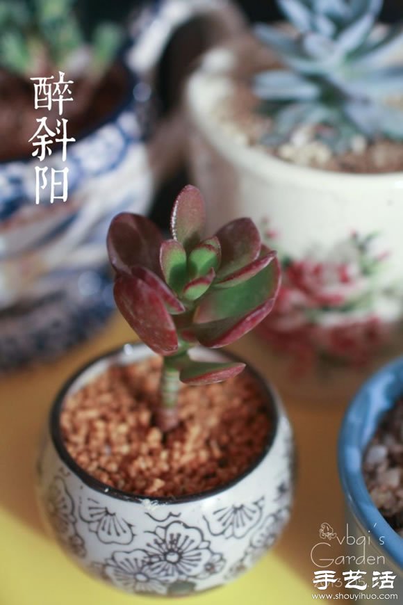 萌萌肉肉的漂亮多肉植物介紹 -  rpnrmr.com