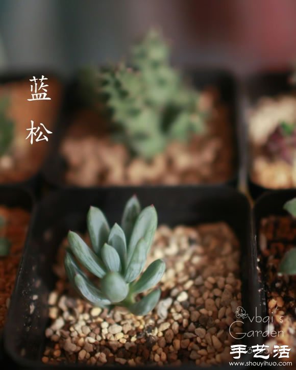 萌萌肉肉的漂亮多肉植物介紹 -  rpnrmr.com