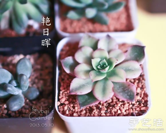 萌萌肉肉的漂亮多肉植物介紹 -  rpnrmr.com