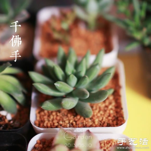 萌萌肉肉的漂亮多肉植物介紹 -  rpnrmr.com