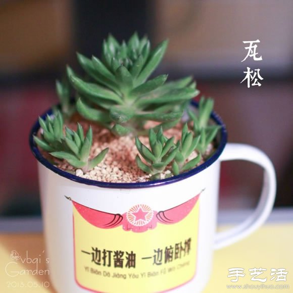 萌萌肉肉的漂亮多肉植物介紹 -  rpnrmr.com