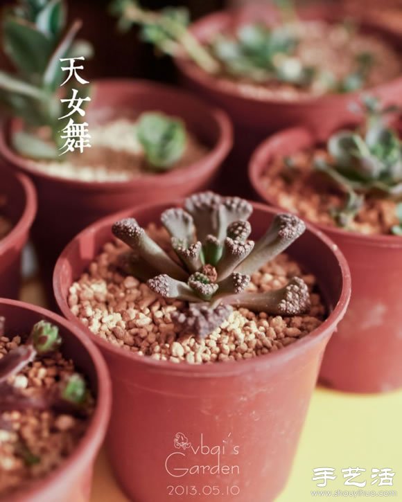 萌萌肉肉的漂亮多肉植物介紹 -  rpnrmr.com