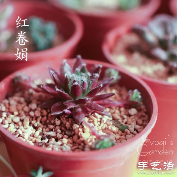萌萌肉肉的漂亮多肉植物介紹 -  rpnrmr.com
