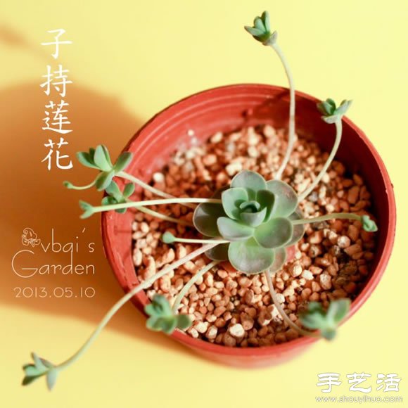 萌萌肉肉的漂亮多肉植物介紹 -  rpnrmr.com