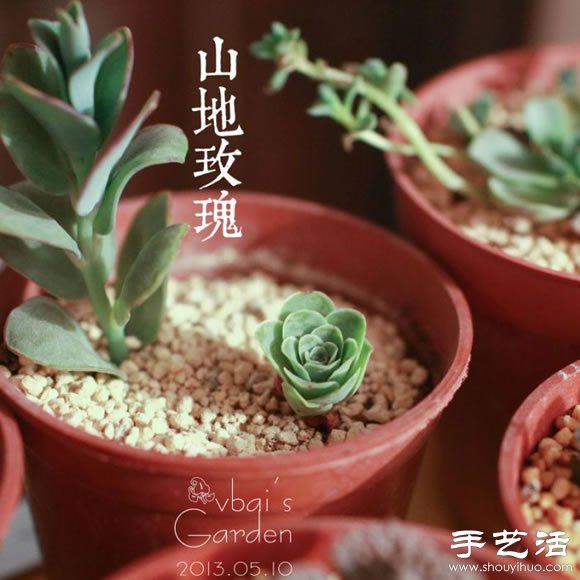 萌萌肉肉的漂亮多肉植物介紹 -  rpnrmr.com