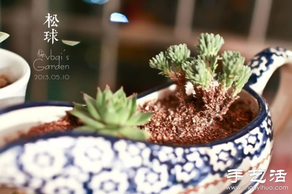 萌萌肉肉的漂亮多肉植物介紹 -  rpnrmr.com