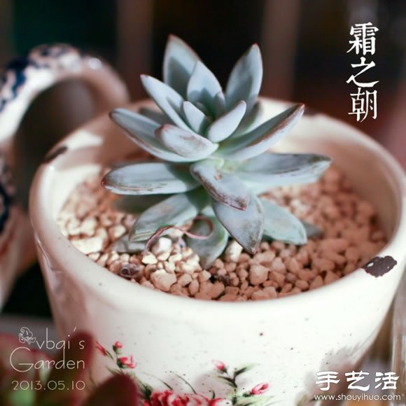 萌萌肉肉的漂亮多肉植物介紹 -  rpnrmr.com