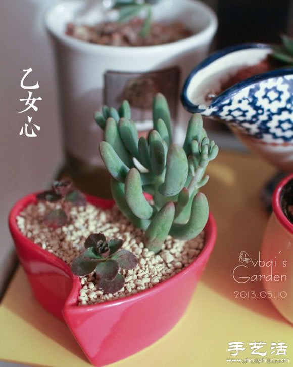 萌萌肉肉的漂亮多肉植物介紹 -  rpnrmr.com
