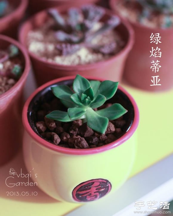 萌萌肉肉的漂亮多肉植物介紹 -  rpnrmr.com