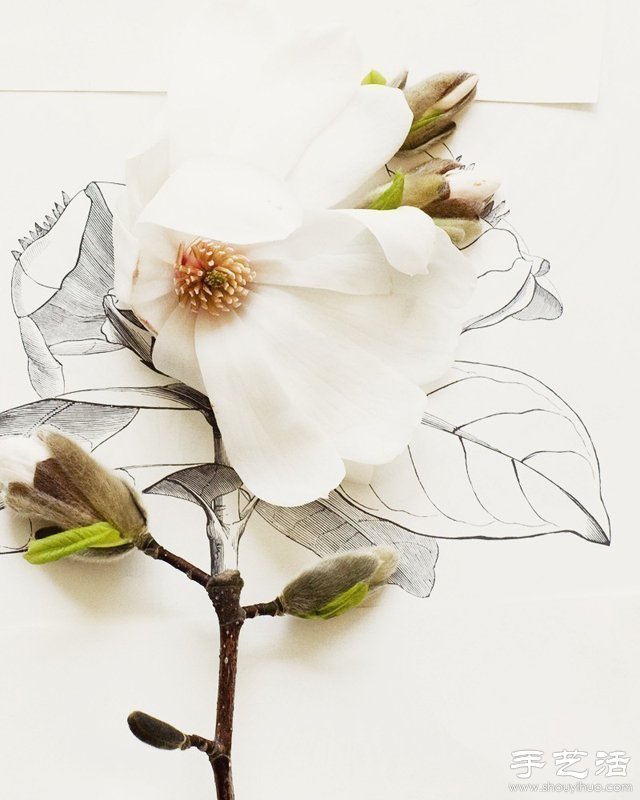 花朵與簡(jiǎn)筆畫結(jié)合DIY奇妙昆蟲圖案 -  rpnrmr.com