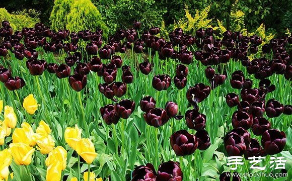 春季最美的花園——庫肯霍夫公園 -  rpnrmr.com