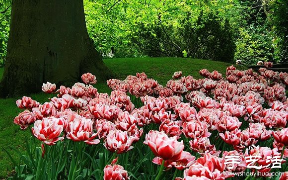春季最美的花園——庫肯霍夫公園 -  rpnrmr.com