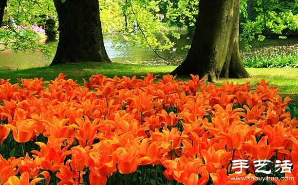 春季最美的花園——庫肯霍夫公園 -  rpnrmr.com
