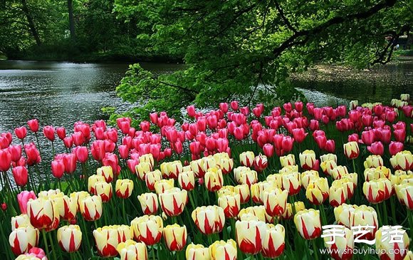 春季最美的花園——庫肯霍夫公園 -  rpnrmr.com