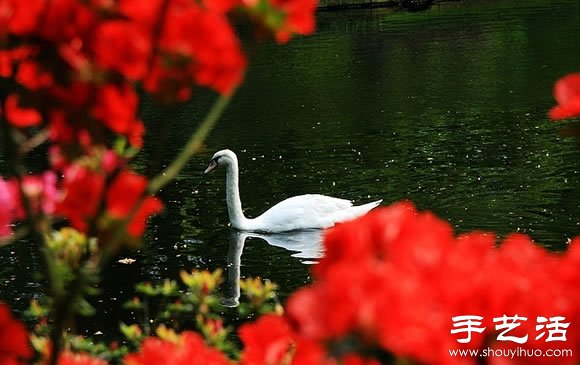 春季最美的花園——庫肯霍夫公園 -  rpnrmr.com