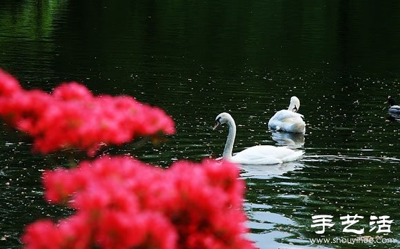 春季最美的花園——庫肯霍夫公園 -  rpnrmr.com