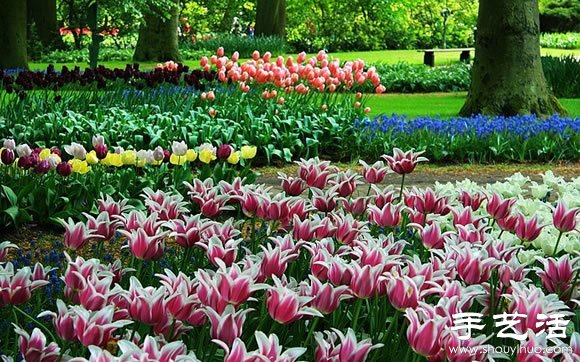 春季最美的花園——庫肯霍夫公園 -  rpnrmr.com