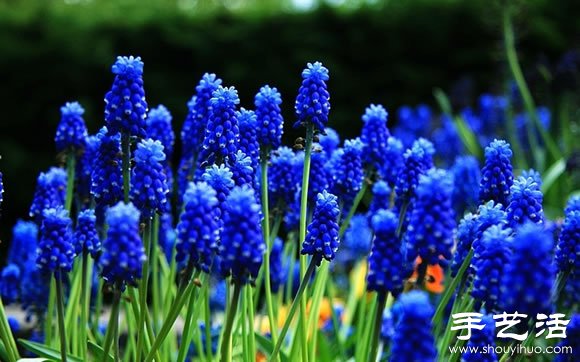 春季最美的花園——庫肯霍夫公園 -  rpnrmr.com