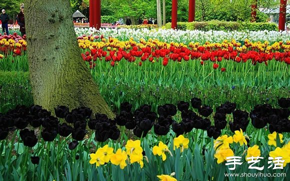 春季最美的花園——庫肯霍夫公園 -  rpnrmr.com