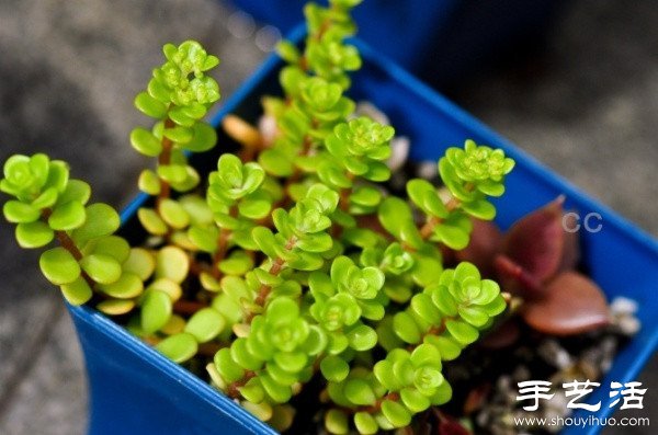 漂亮清新的多肉植物擺盤(pán) -  rpnrmr.com