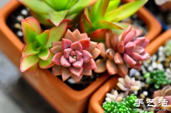 漂亮清新的多肉植物擺盤(pán) -  rpnrmr.com