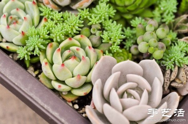 漂亮清新的多肉植物擺盤(pán) -  rpnrmr.com