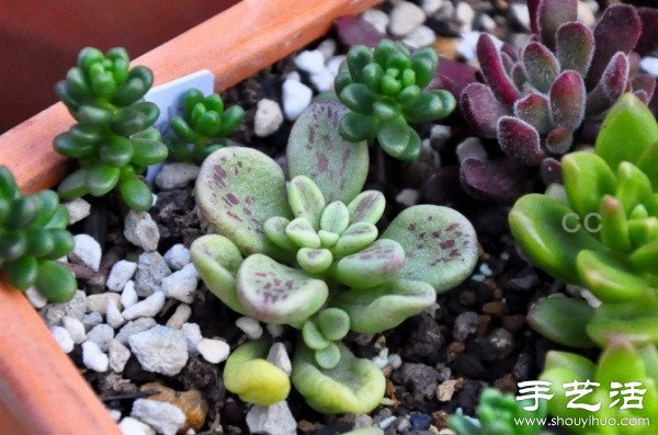 漂亮清新的多肉植物擺盤(pán) -  rpnrmr.com