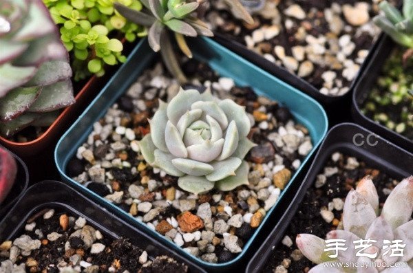漂亮清新的多肉植物擺盤(pán) -  rpnrmr.com