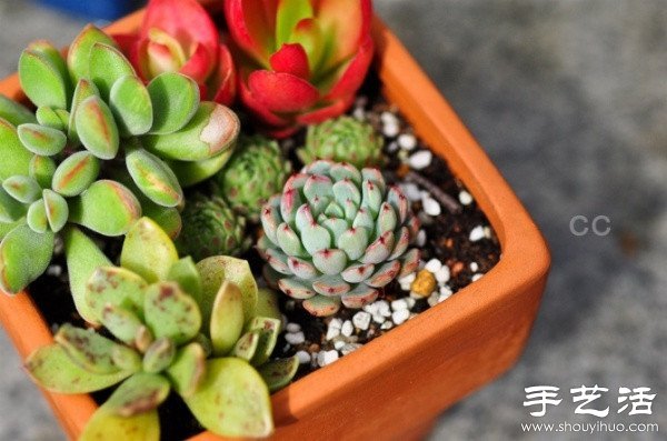 漂亮清新的多肉植物擺盤(pán) -  rpnrmr.com