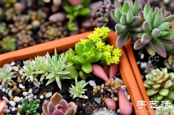漂亮清新的多肉植物擺盤(pán) -  rpnrmr.com