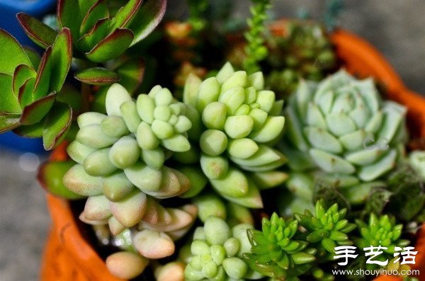漂亮清新的多肉植物擺盤(pán) -  rpnrmr.com