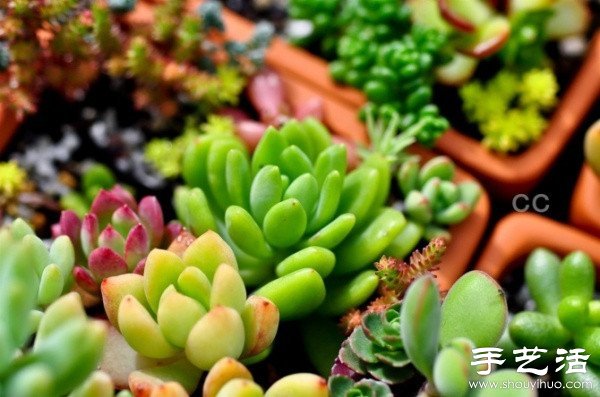 漂亮清新的多肉植物擺盤(pán) -  rpnrmr.com