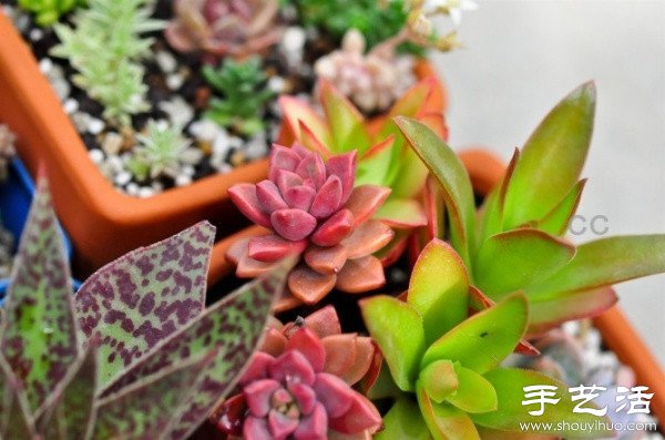漂亮清新的多肉植物擺盤(pán) -  rpnrmr.com