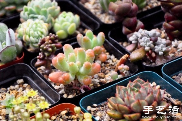 漂亮清新的多肉植物擺盤(pán) -  rpnrmr.com