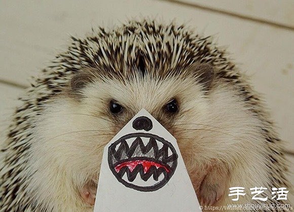 小創(chuàng)意DIY超萌刺猬攝影作品 -  rpnrmr.com