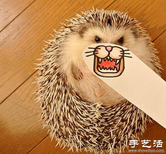 小創(chuàng)意DIY超萌刺猬攝影作品 -  rpnrmr.com