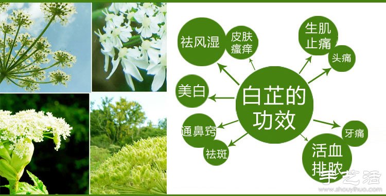 自制白芷粉面膜教程 白芷粉面膜DIY方法大全 -  rpnrmr.com