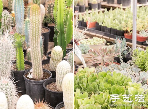 創(chuàng)意DIY小清新多肉植物盆栽 -  rpnrmr.com