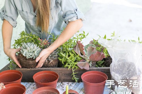 創(chuàng)意DIY小清新多肉植物盆栽 -  rpnrmr.com