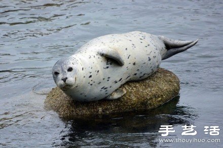 超可愛的治愈系海豹 -  rpnrmr.com